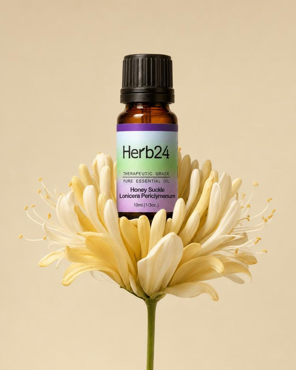 Herb24 founders