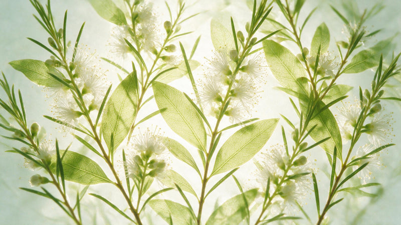 逆光透光的茶樹枝葉與白色花朵
