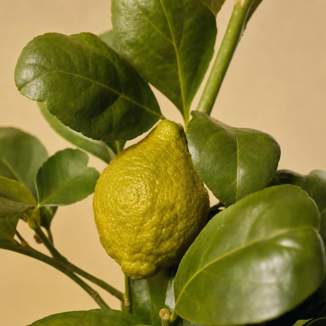 9587011000065-botanical