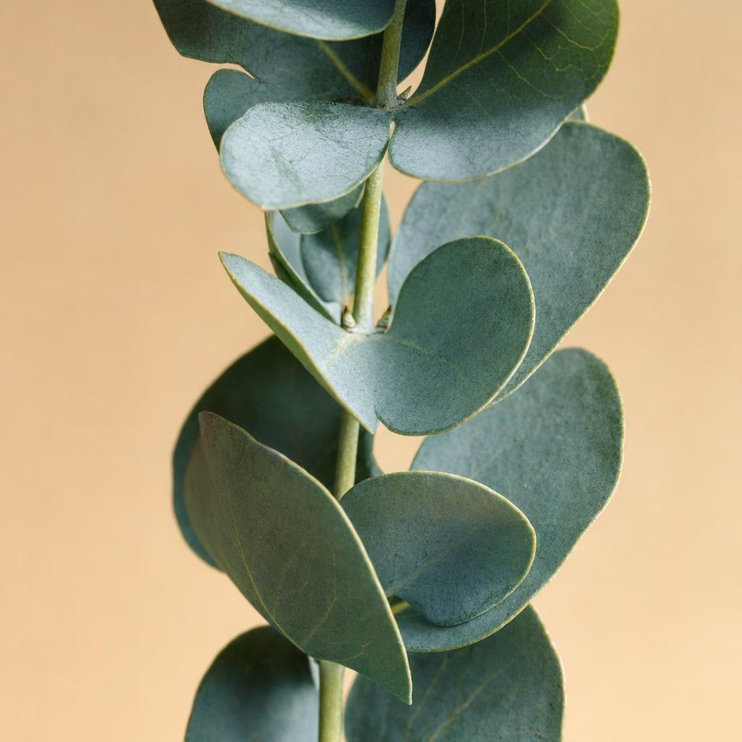 9587011000287-botanical