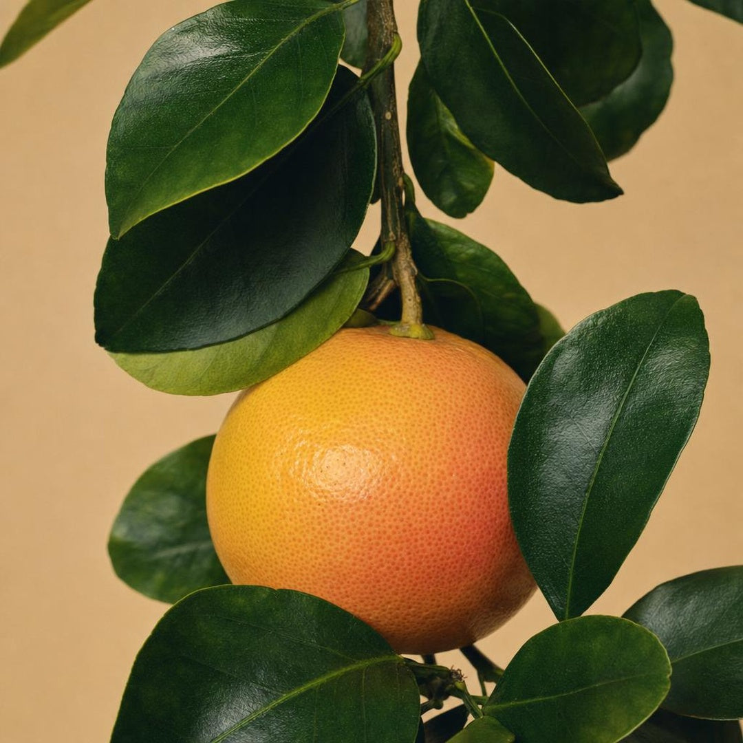 9587011000386-botanical