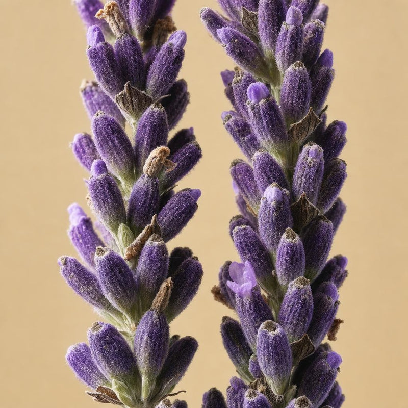 薰衣草