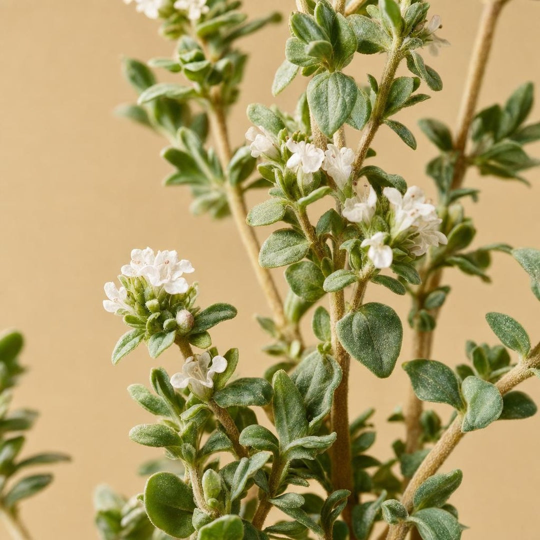 9587011000546-botanical