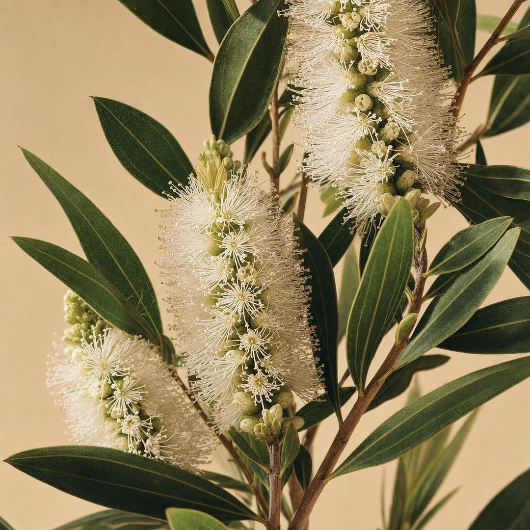 9587011000591-botanical