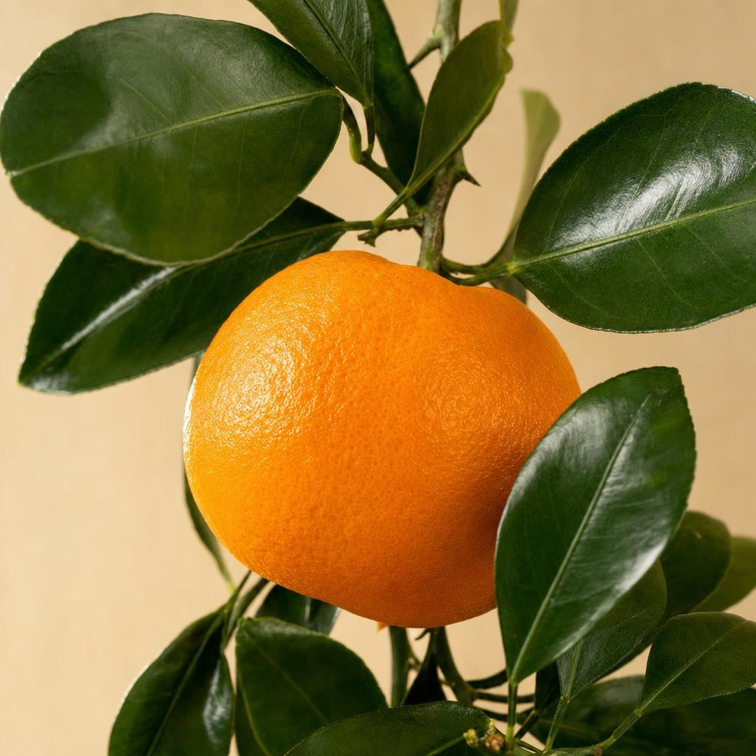 9587011000638-botanical