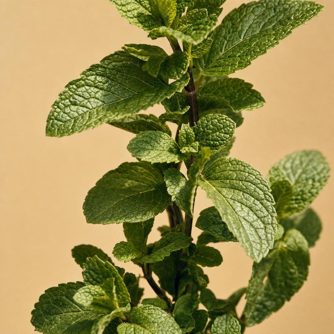 9587011000706-botanical