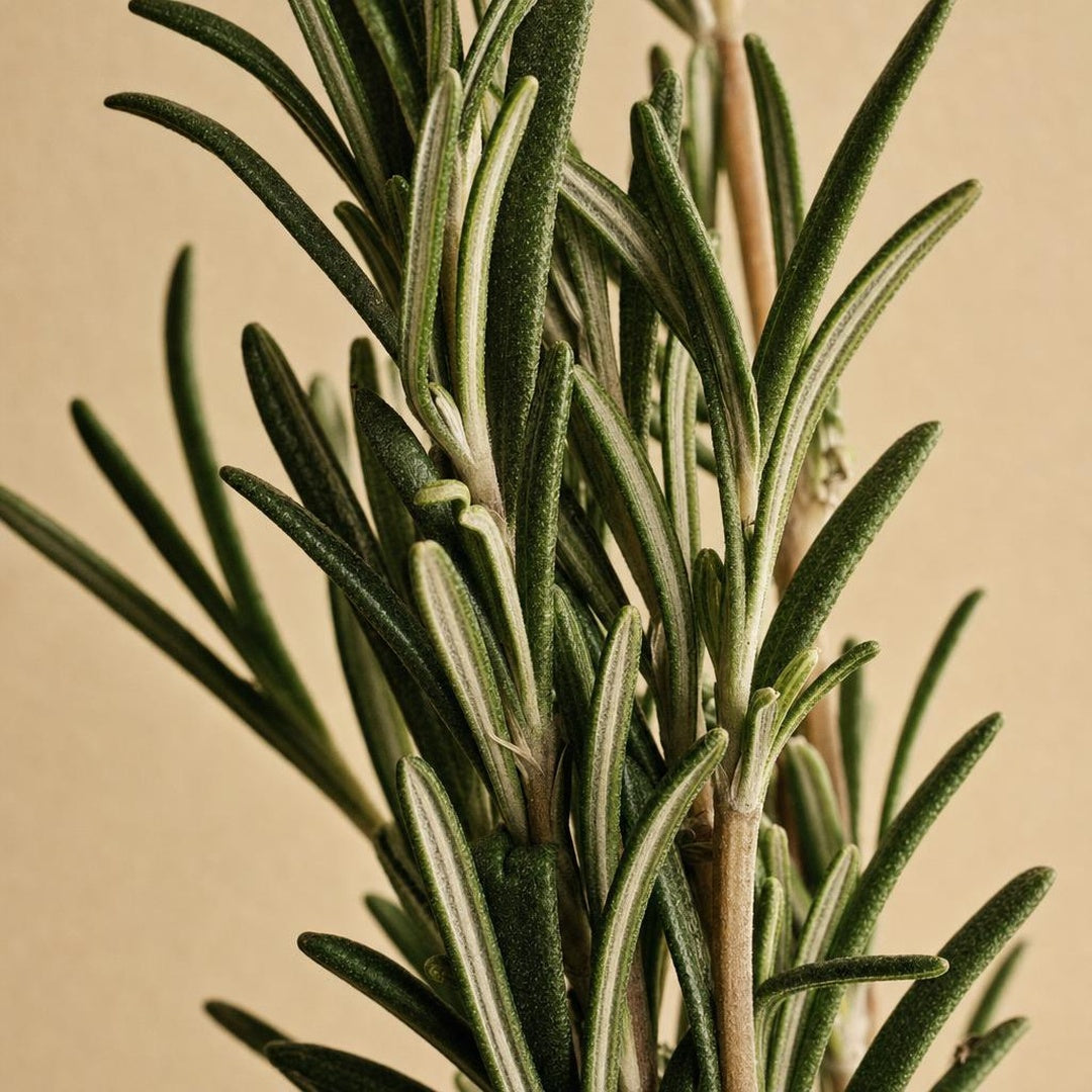 9587011000751-botanical