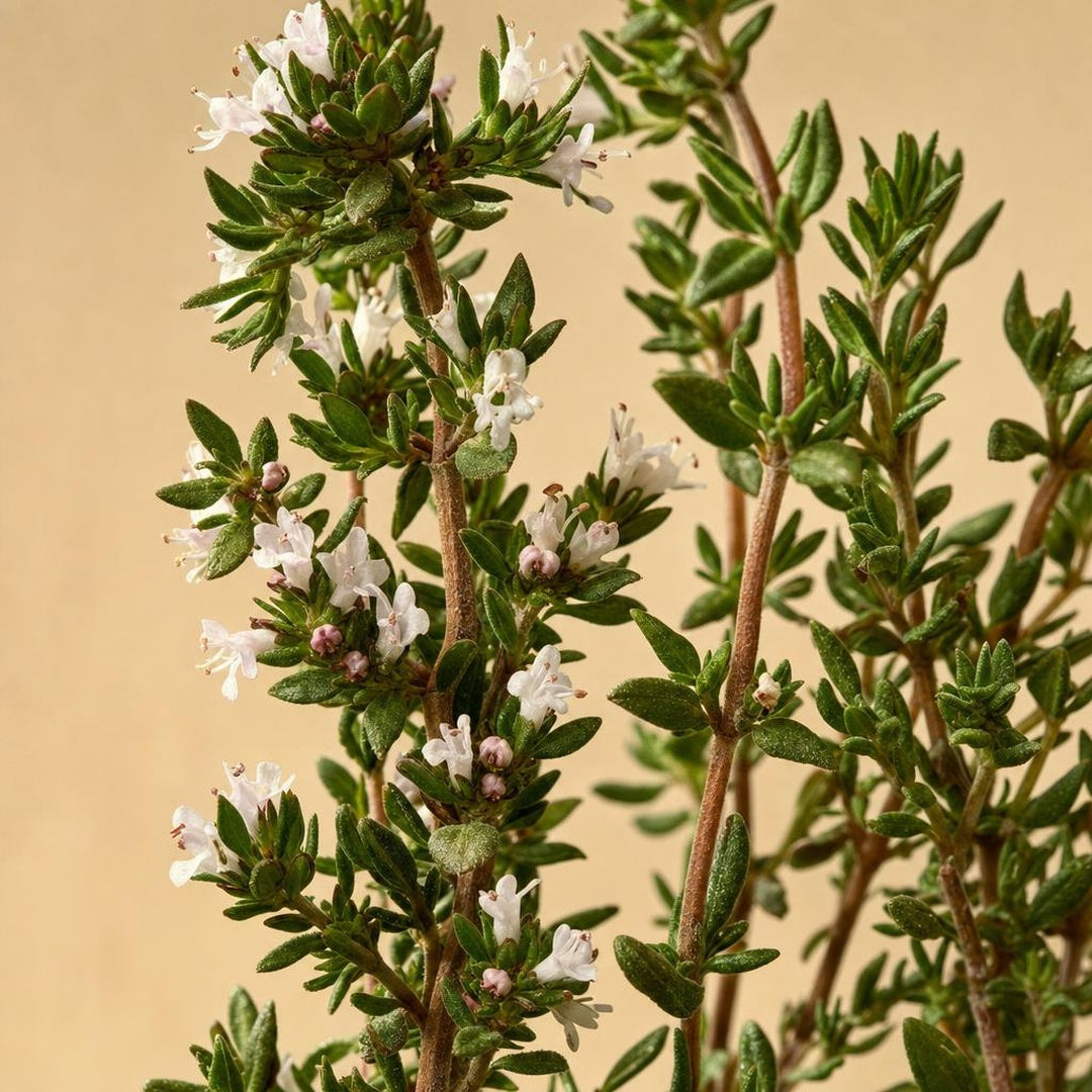 9587011000867-botanical