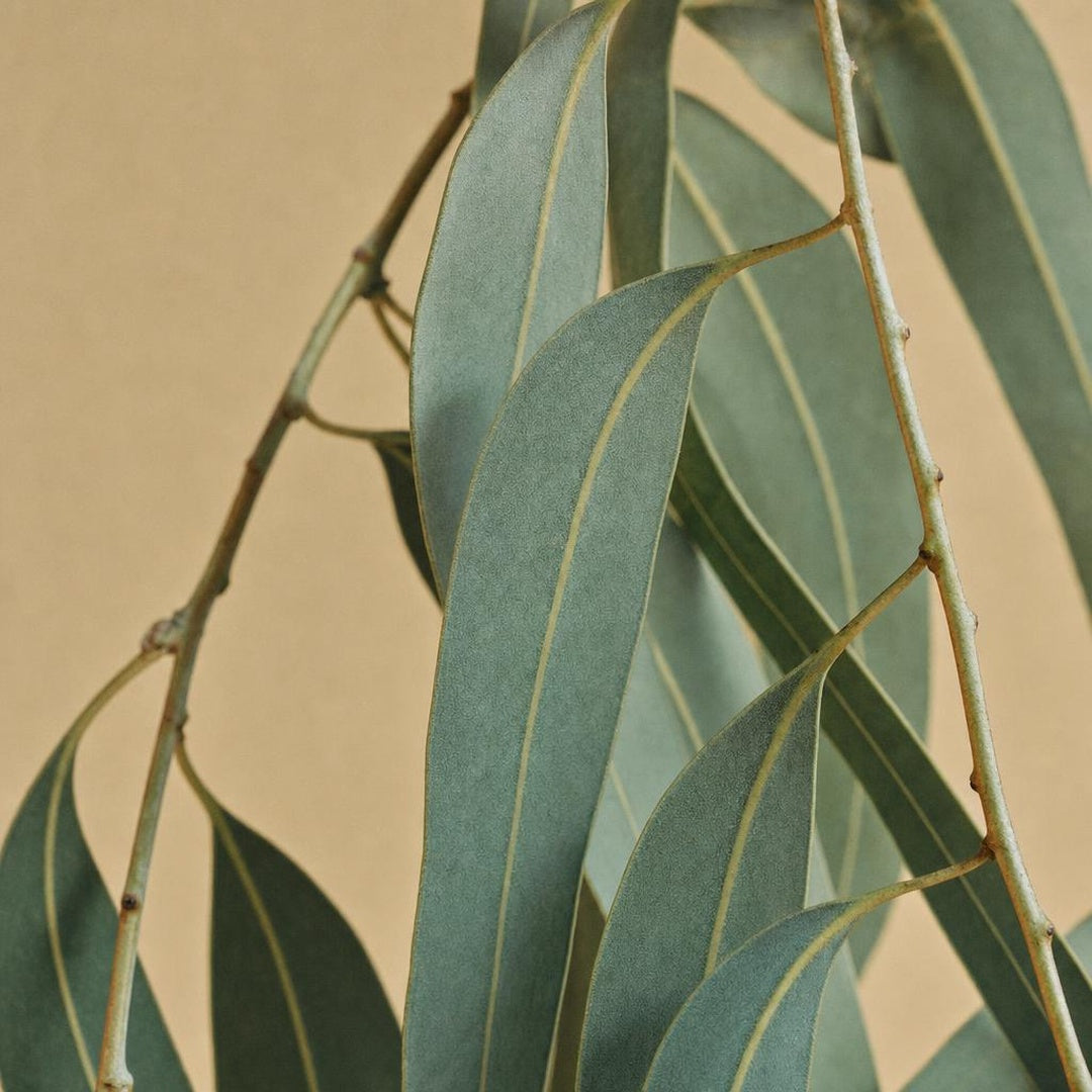 9587011001444-botanical