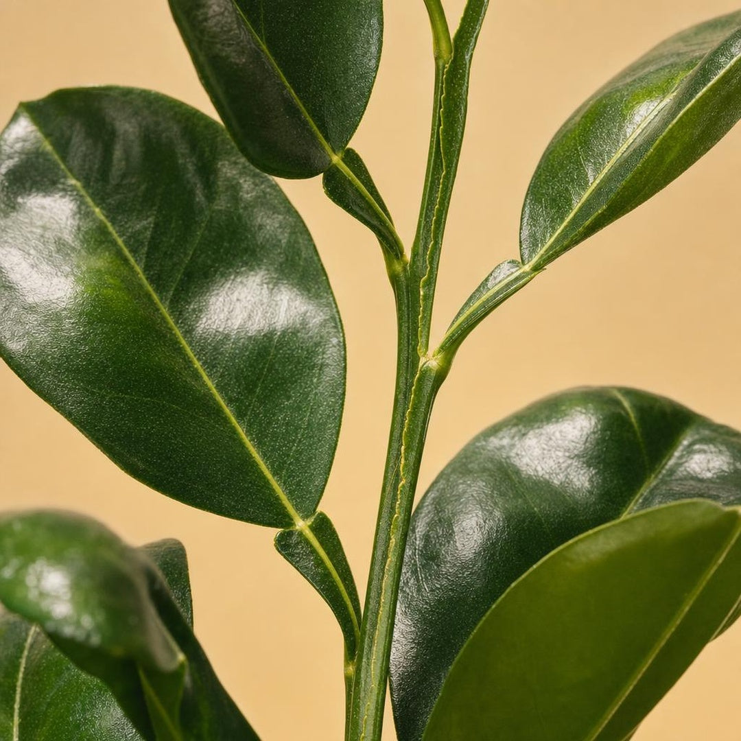 9587011001536-botanical