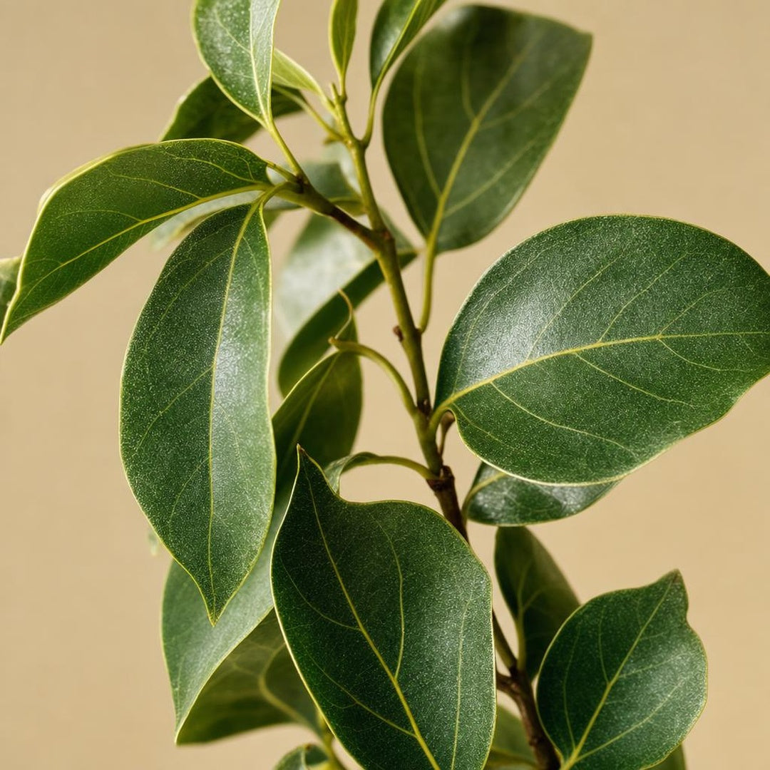 9587011001550-botanical