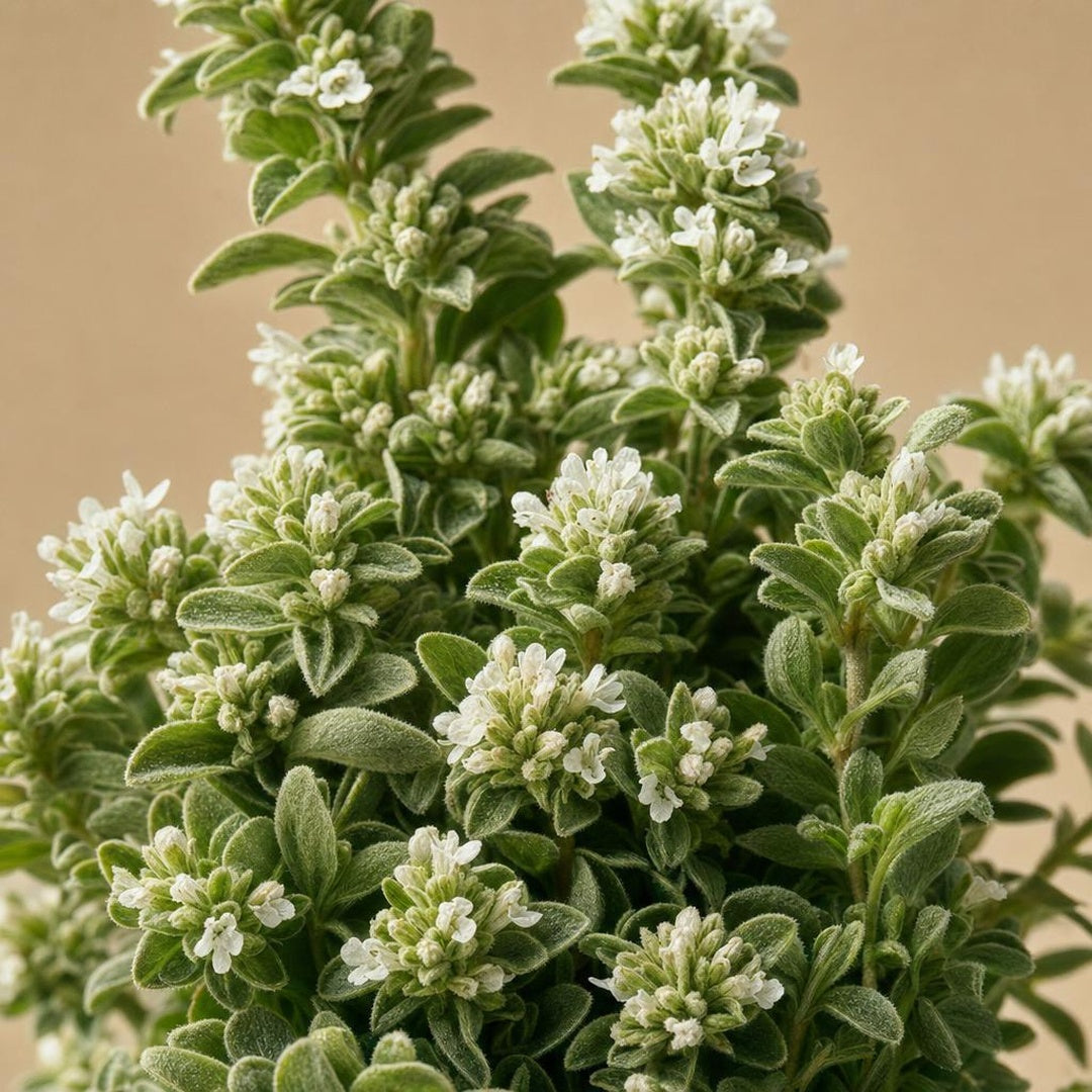 9587011001604-botanical