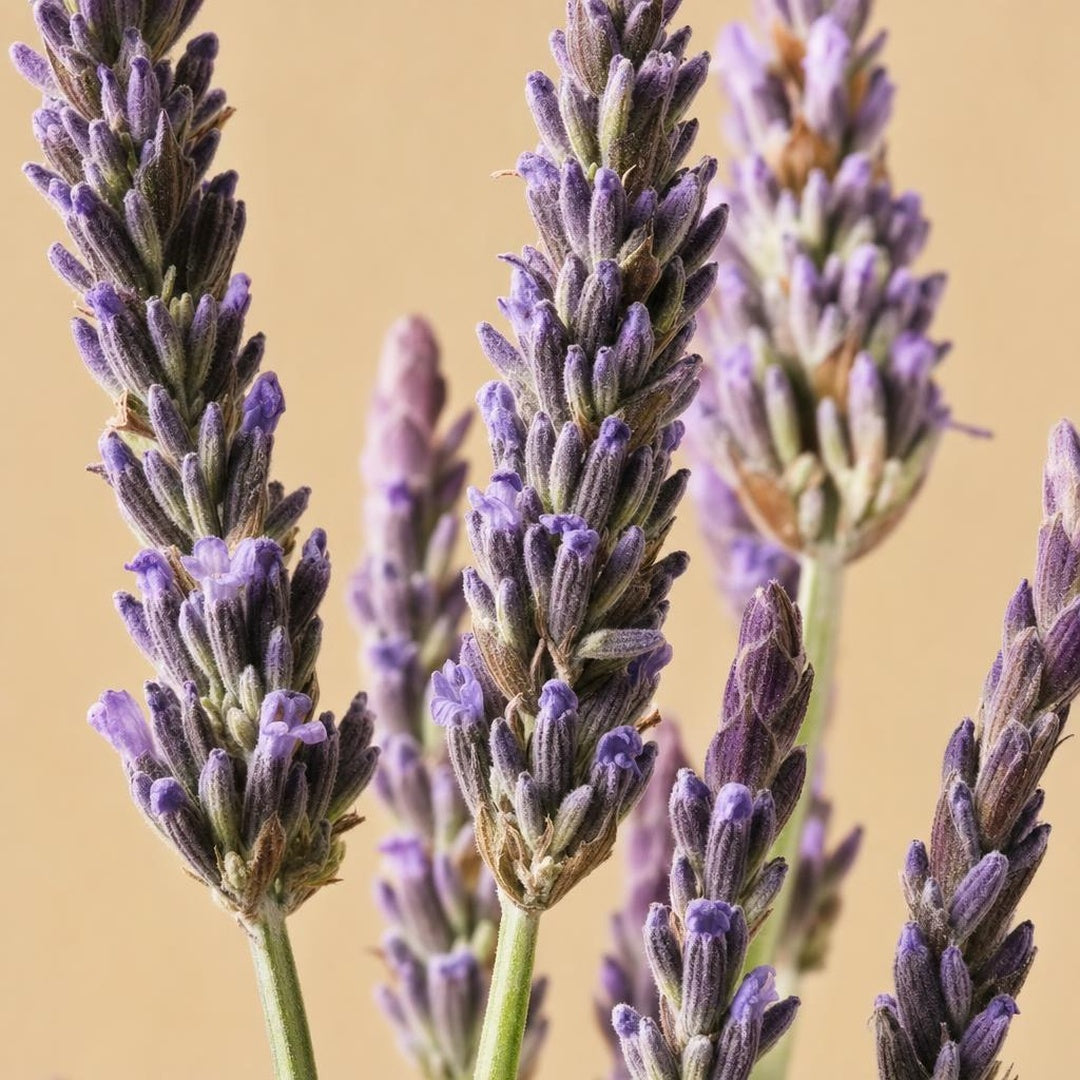 9587011001628-botanical