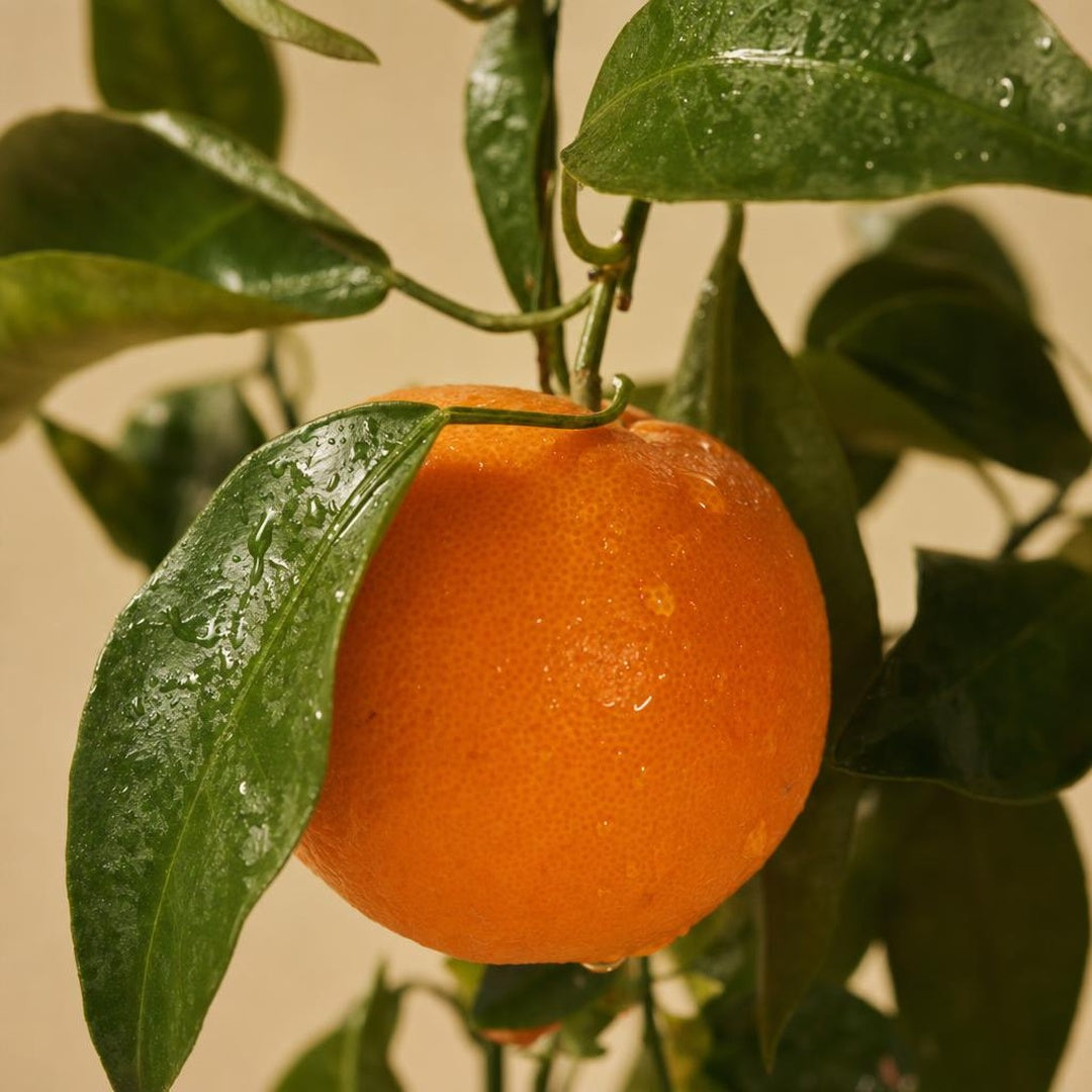 9587011001635-botanical